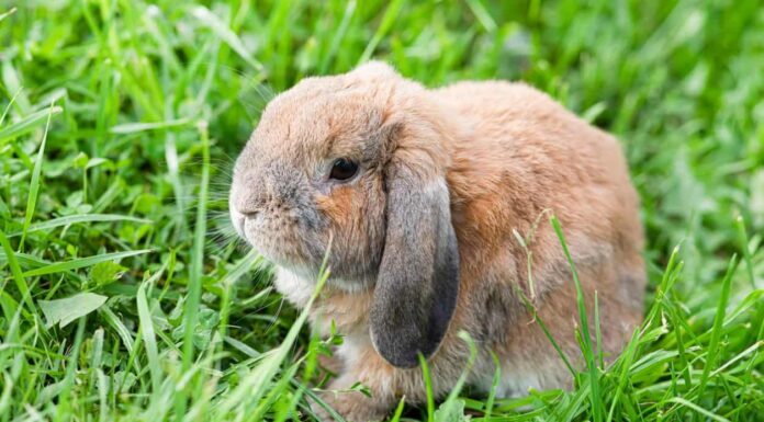 Mini Lop Vs Holland Lop Bunnies: come distinguere
