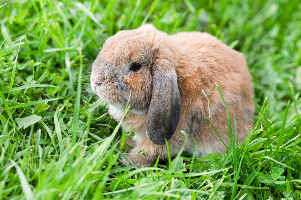 Mini Lop Vs Holland Lop Bunnies come distinguere