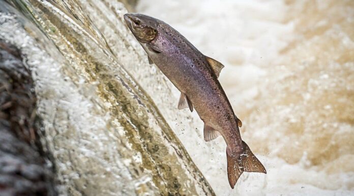Salmone d'allevamento e salmone selvatico: quali sono le differenze?
