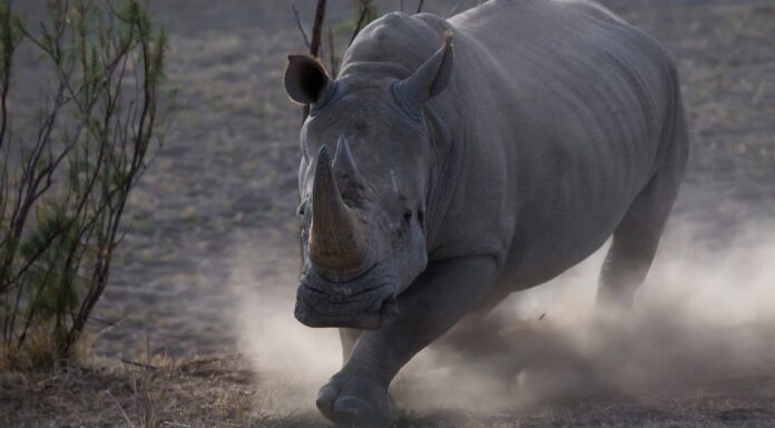 Hippo vs Rhino