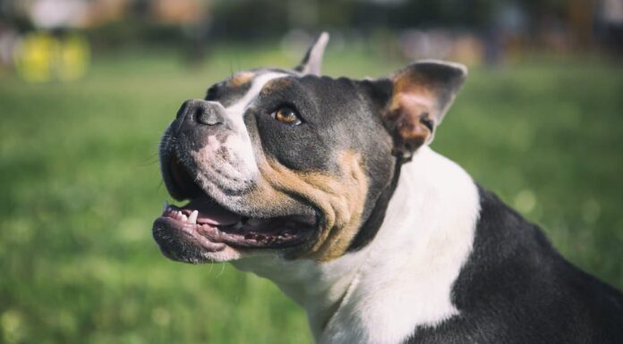 Olde English Bulldogge Face