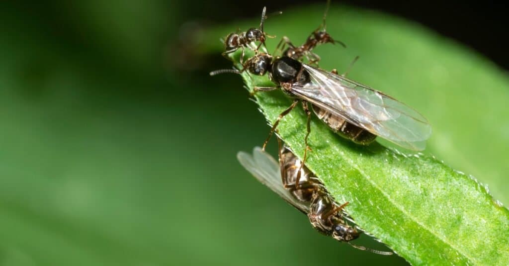 Quanto vivono le formiche?