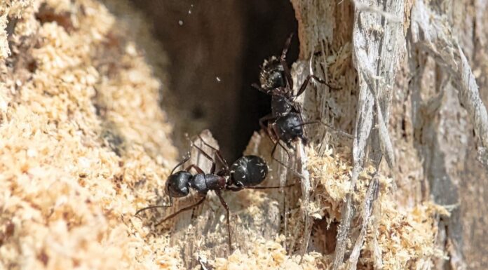 Carpenter Ants vs Black Ants: What’s the Difference?