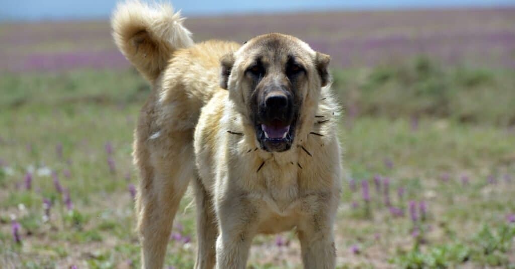 Un Kangal turco o cane da pastore dell'Anatolia, noto per la sua forza e dimensione.