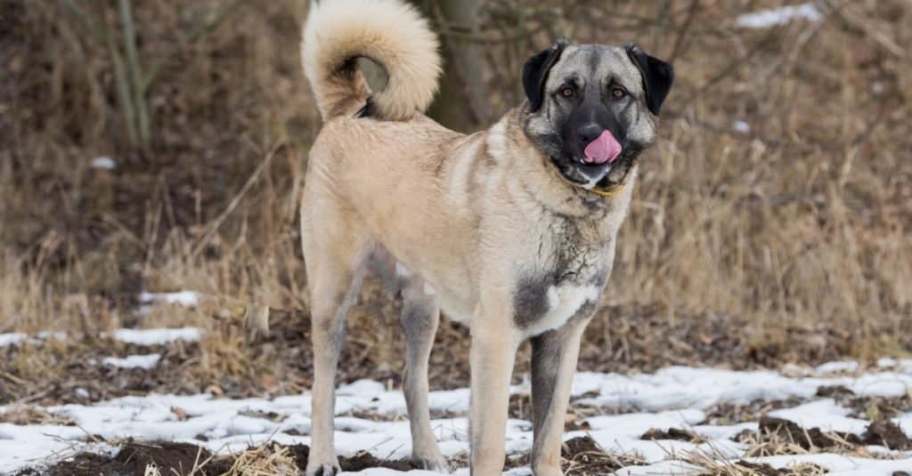 Razze di cani più grandi: pastore dell'Anatolia