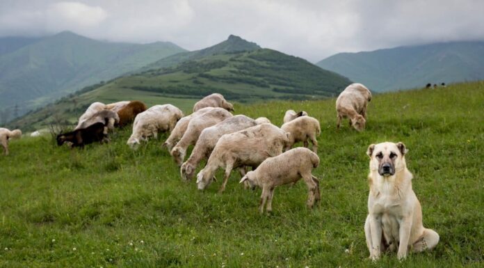 anatolian shepherd vs kangal