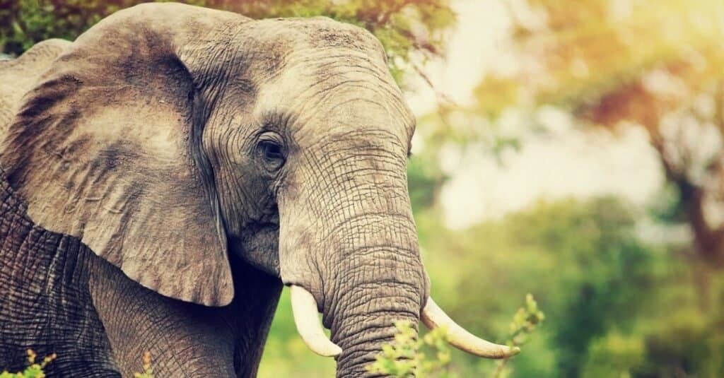 Gli elefanti possono saltare l'elefante africano