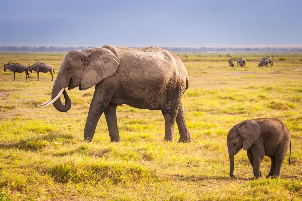 Una madre e un bambino elefante africano che camminano attraverso un campo verde con altri animali al pascolo sullo sfondo.