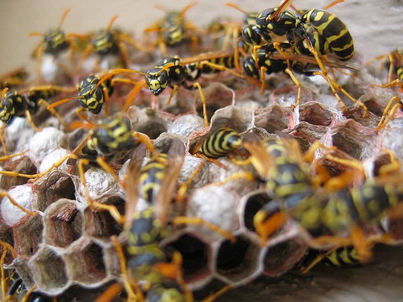 Nidificazione delle vespe