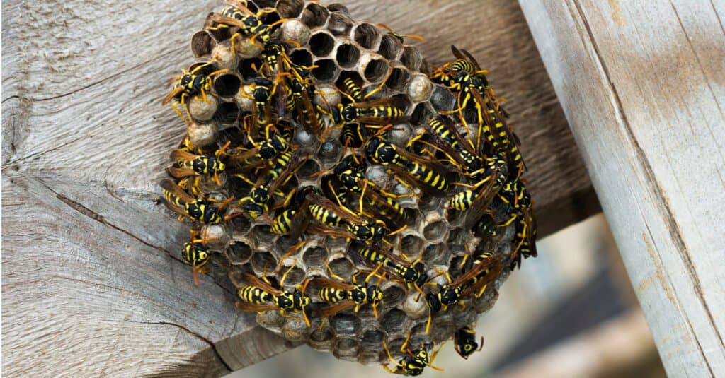 Nido di vespe contro nido di calabroni