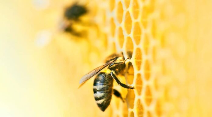 Alveare contro nido di vespe
