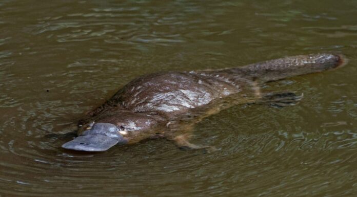 Platypus vs Beaver: quali sono le differenze?
