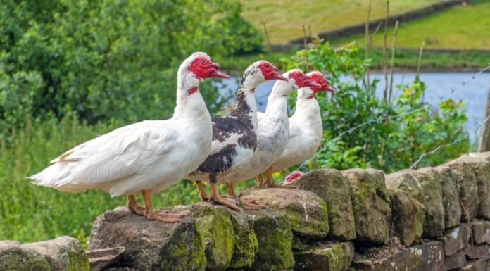What Do Muscovy Ducks Eat