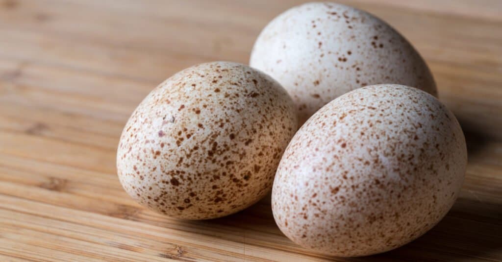 Uovo di tacchino vs uovo di gallina - Uovo di tacchino