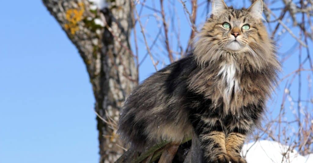 Gatti più pesanti _ più grassi - Gatto delle foreste norvegesi