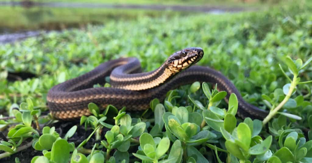 Serpenti in Mississippi - Serpente della palude del Golfo (Nerodia clarkii clarkii)