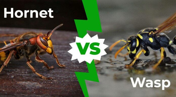 Nido di calabroni contro nido di vespe: 4 differenze fondamentali
