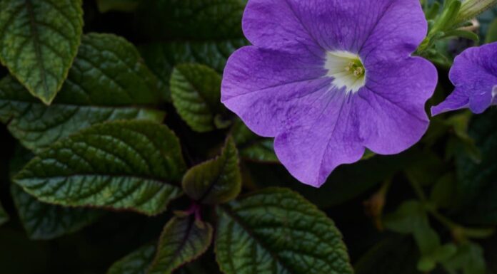 Are Petunias Poisonous to Dogs or Cats - Petunia