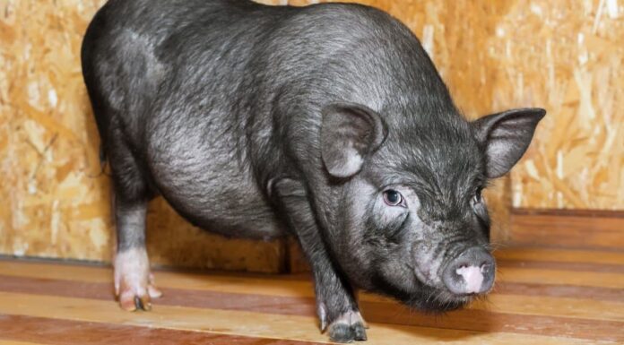 What Do Pot Belly Pigs Eat