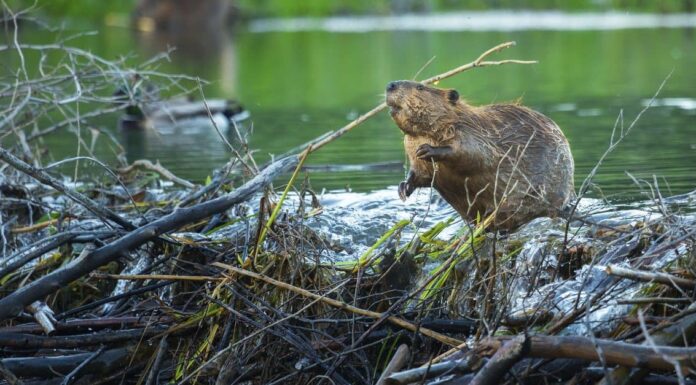 woodchuck vs beaver