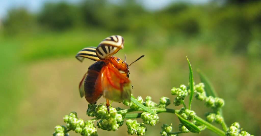 Scarabeo della patata del Colorado con le ali