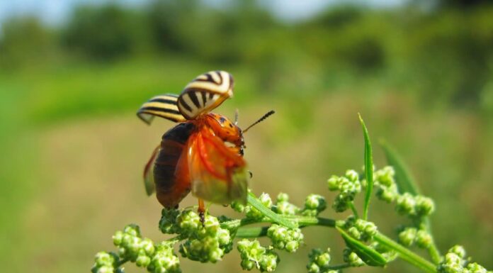 What Do Potato Bugs Eat - Colorado Potato Beetle