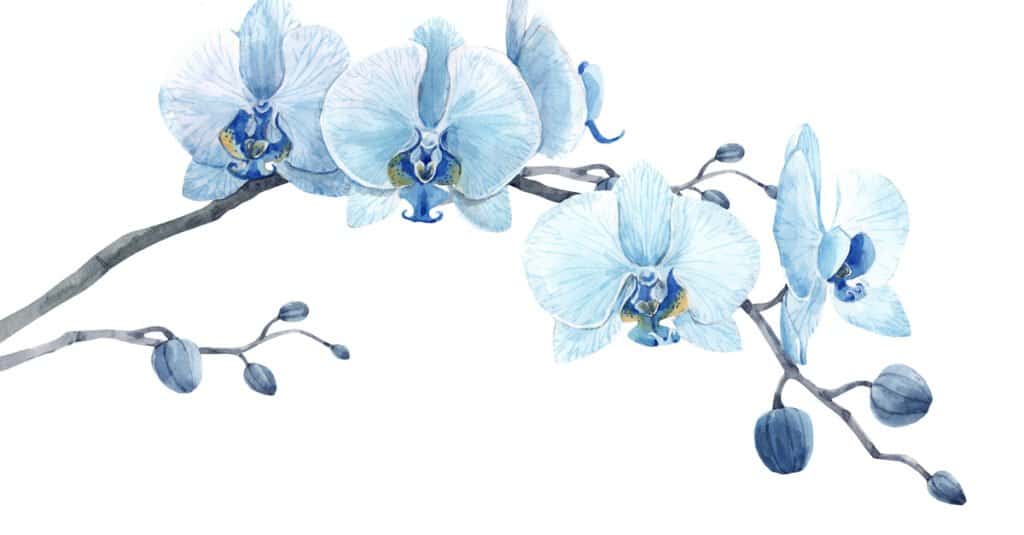 Le orchidee sono velenose - Orchidea blu
