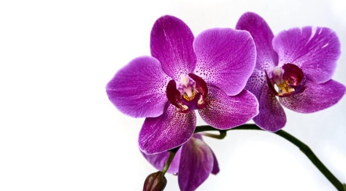Le orchidee sono velenose per cani o gatti?

