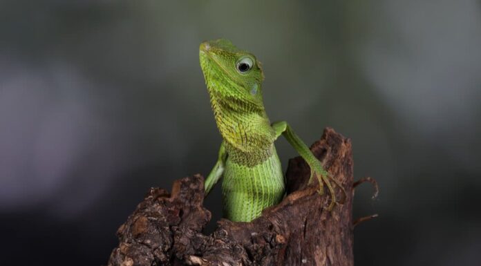 Invasive Lizards - Tropical House Gecko