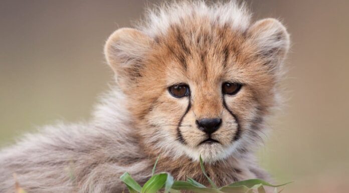 majestic baby cheetah