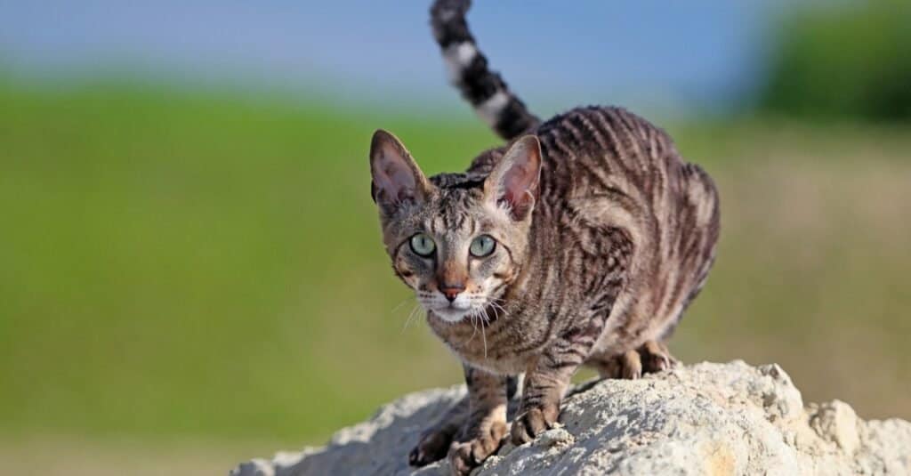 I gatti più brutti: Cornish Rex