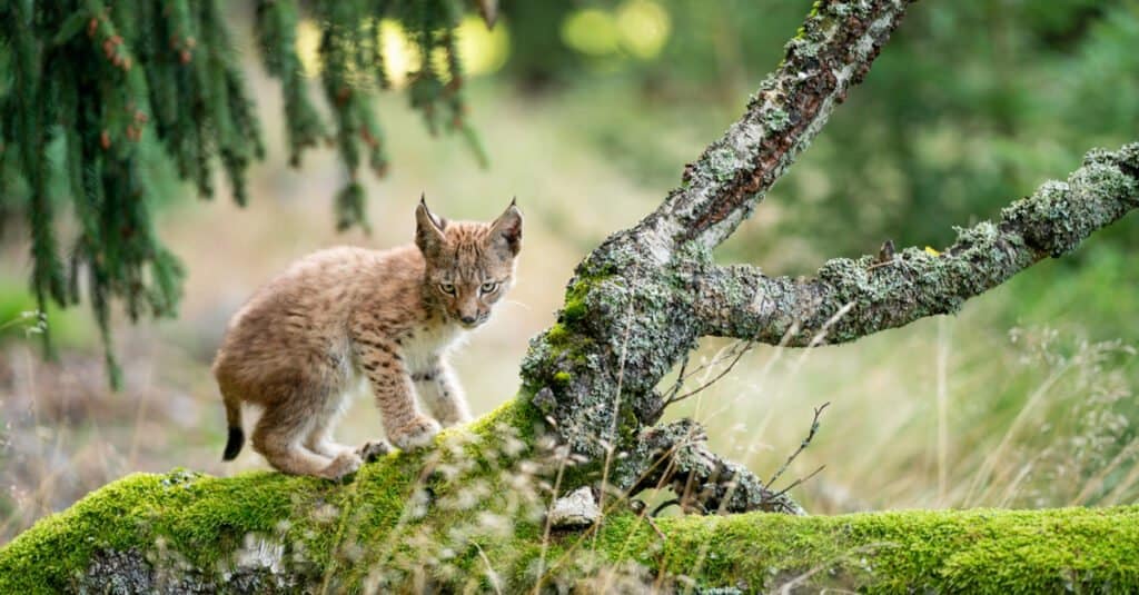 cucciolo di lince su un albero