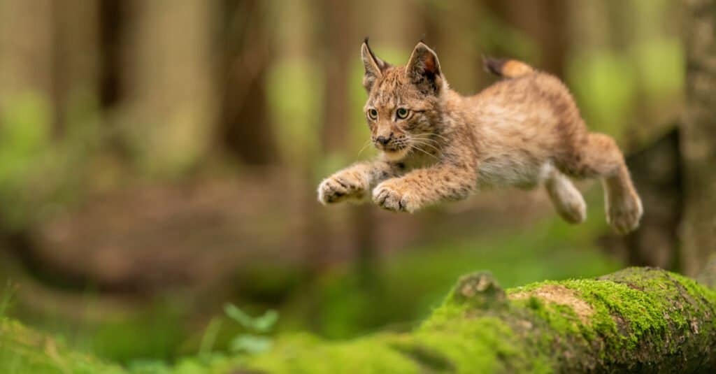 cucciolo di lince che salta