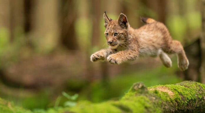 baby lynx portrait