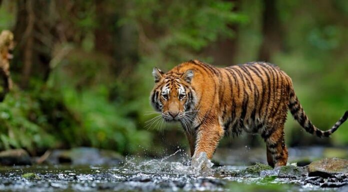 Durata della vita della tigre: quanto tempo vivono le tigri?
