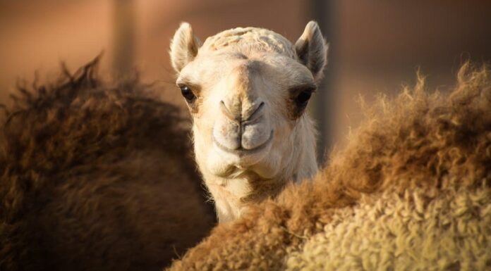 baby camel portrait