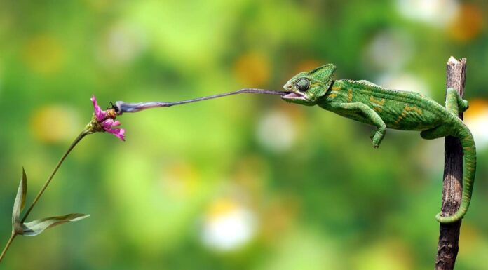 What Do Veiled Chameleons Eat - Chameleon on Branch