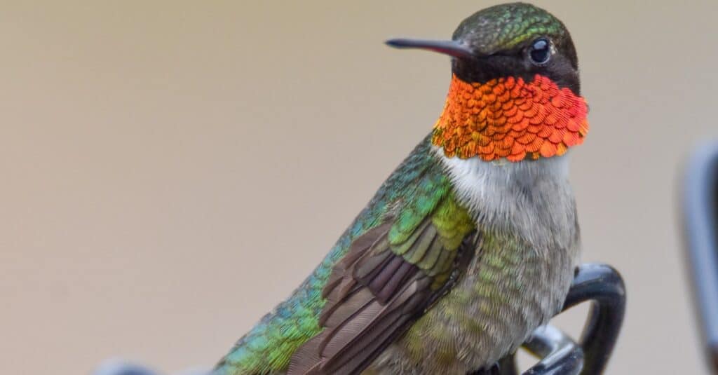 primo piano di un colibrì dalla gola rubino