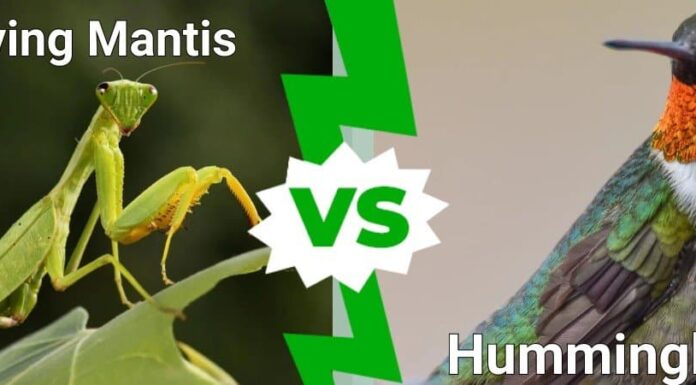 Praying Mantis vs Hummingbird: chi vincerebbe in un combattimento?
