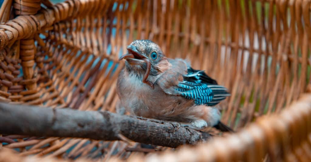 baby blue jay in un cesto