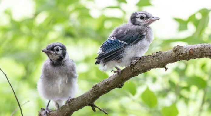 baby blue jay closeup