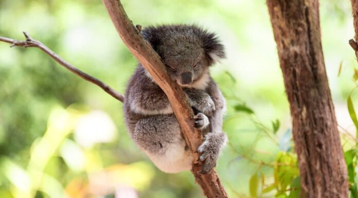 baby koala and mother