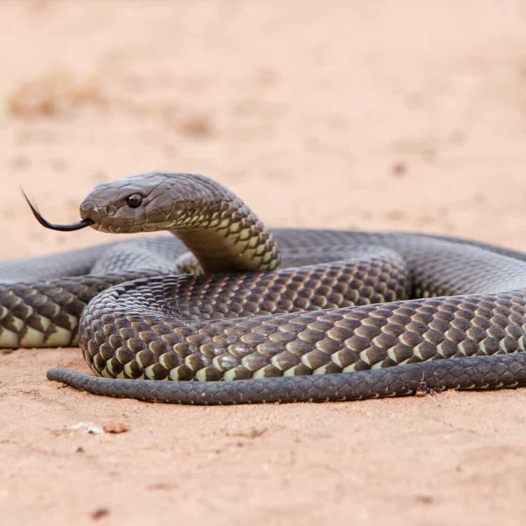 Un King Brown Snake, avvolto nella sabbia