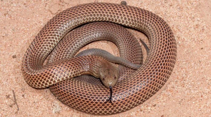 A King Brown Snake, coiled in the sand