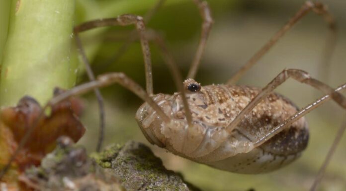 Are Granddaddy Longlegs Poisonous or Dangerous - Granddaddy Longlegs