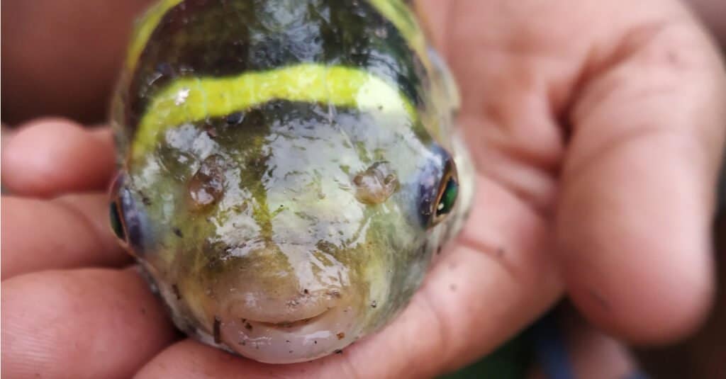 Pesce palla d'acqua dolce - Pesce palla amazzonico