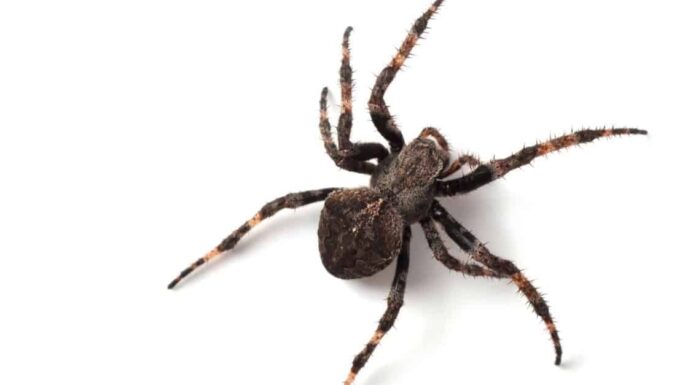 I ragni tessitori di sfere sono velenosi o pericolosi?
