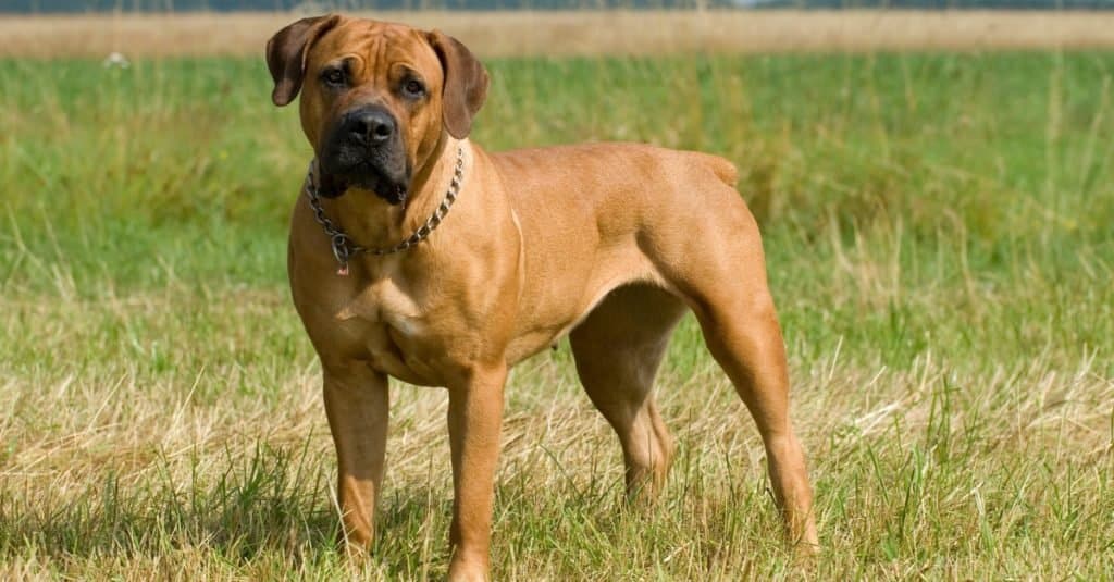 Razze di cani più grandi: Boerboel