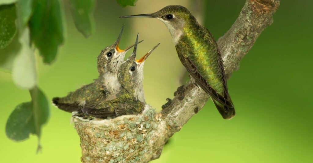pulcini e madre di colibrì