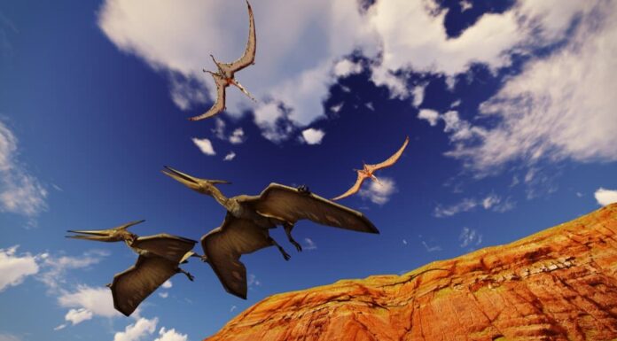 pterodactyl vs pteranodon